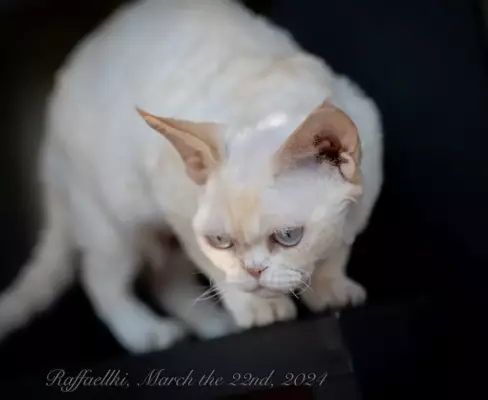 Кошка девон рекс Ася