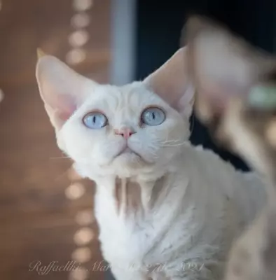 Кошка девон рекс Ася