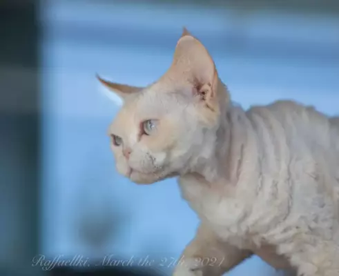 Кошка девон рекс Ася