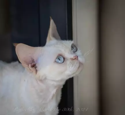 Кошка девон рекс Ася