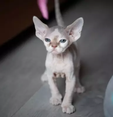 Котенок девон-рекс Тарасик. Питомник Патрики-Раффаеллки